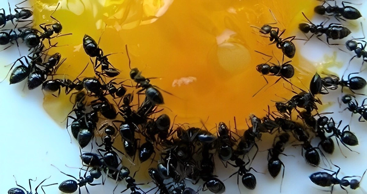 appat sucre couleur jaune qui attire les fourmis