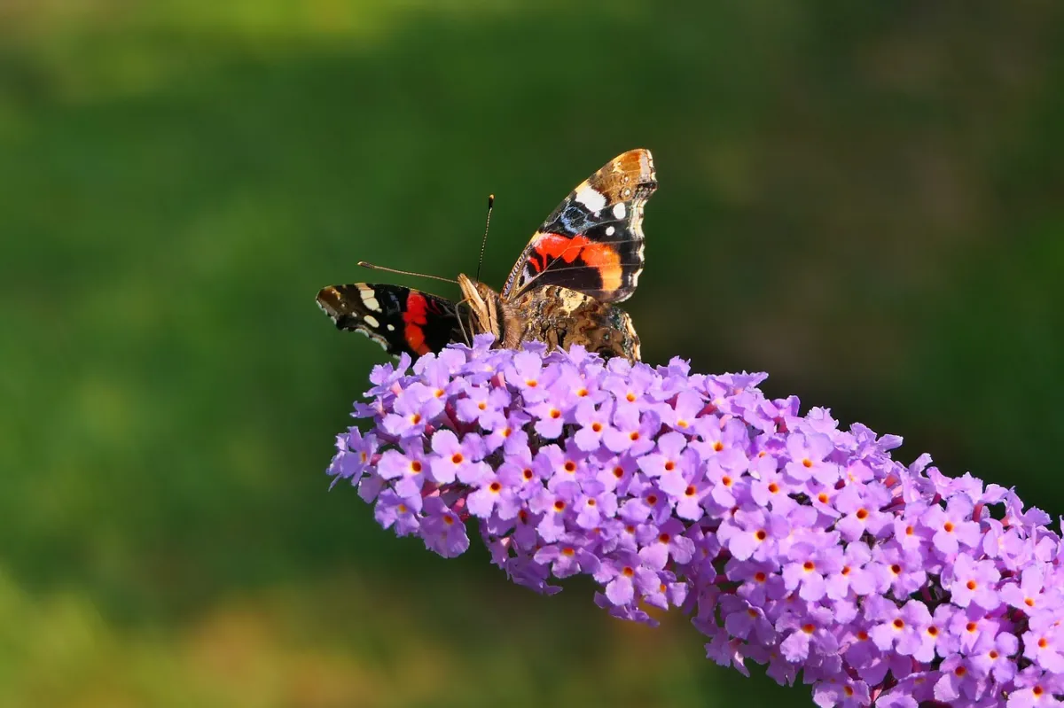 arbuste papillon petites fleurs miniscules violettes nature plantes soleil