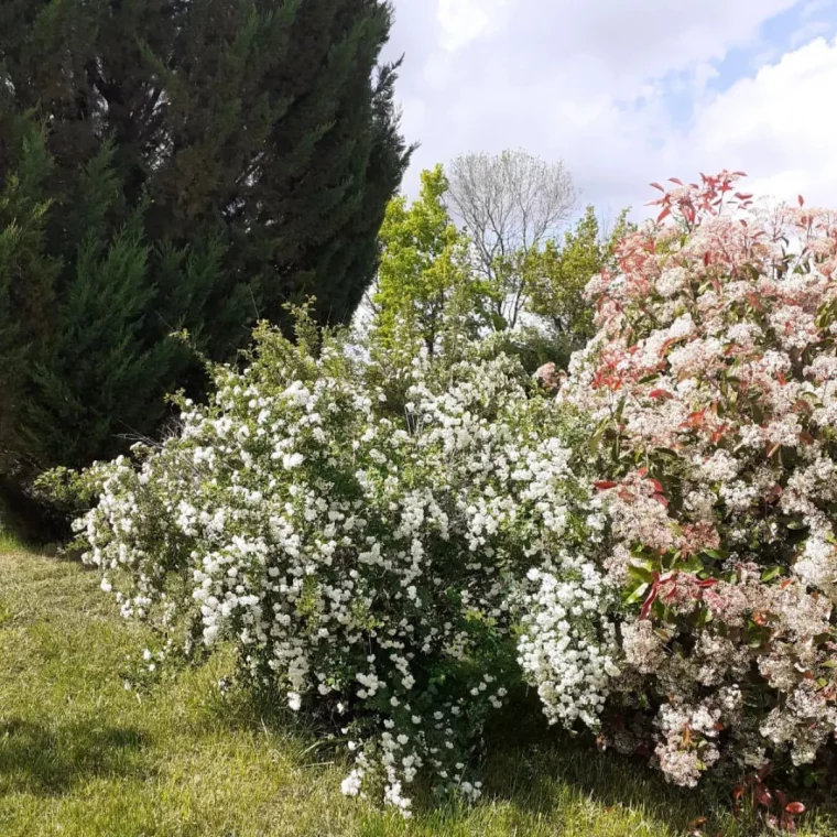 arbustes a planter au soleil pour une haie jardin