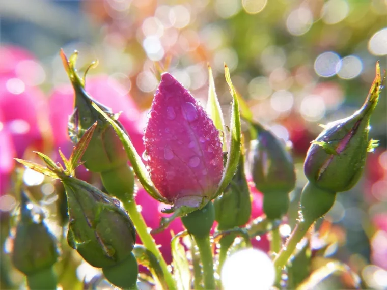 arrosage plante rose feuilles lumiere soleil exposition eau gouttes epines