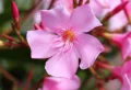 Laurier rose fait des feuilles, mais pas de fleurs : Que faire pour booster la floraison de la plante ?