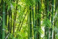 Quel bambou pour une haie brise-vue ? Des alternatives pratiques et économiques pour créer votre jardin de rêve