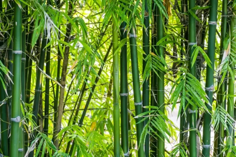 bambous en pleine nature bambous tracant pour haie brise vue