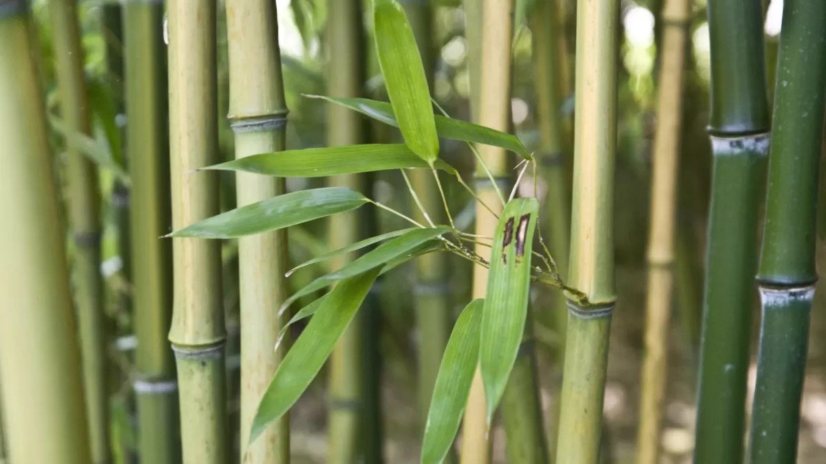 bambous non tracants pour haie brise vue lequels choisir