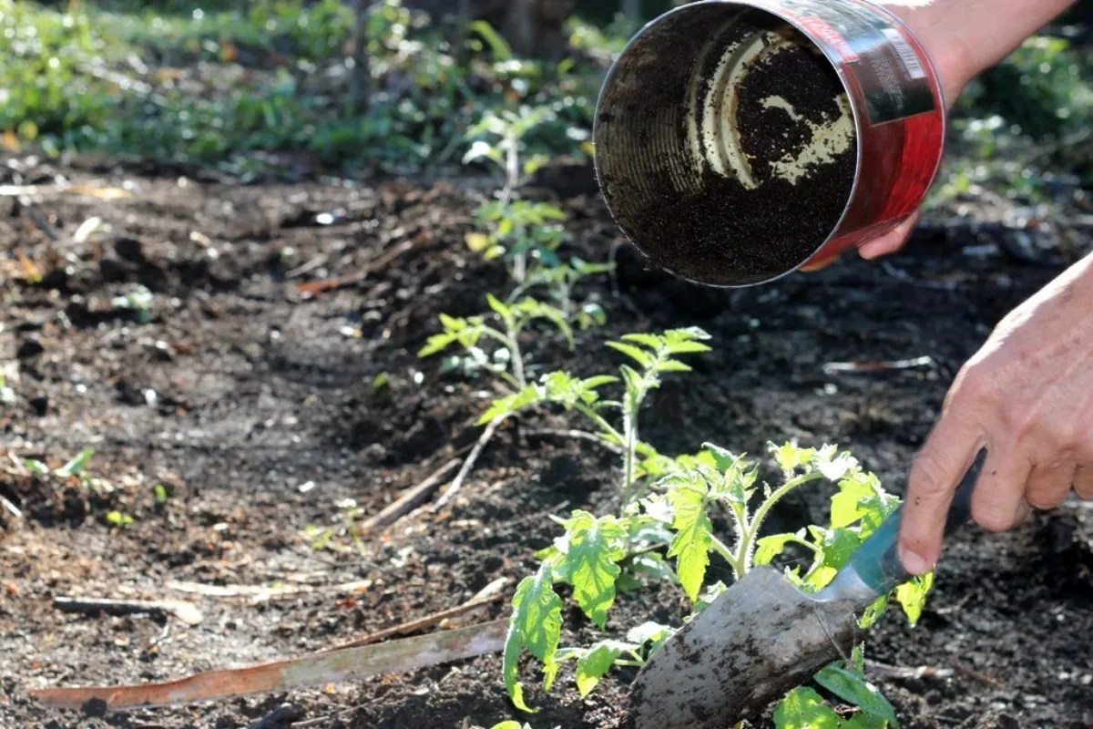 boite conserve terreau comment utiliser les orties pour les tomates pieds jeunes plants