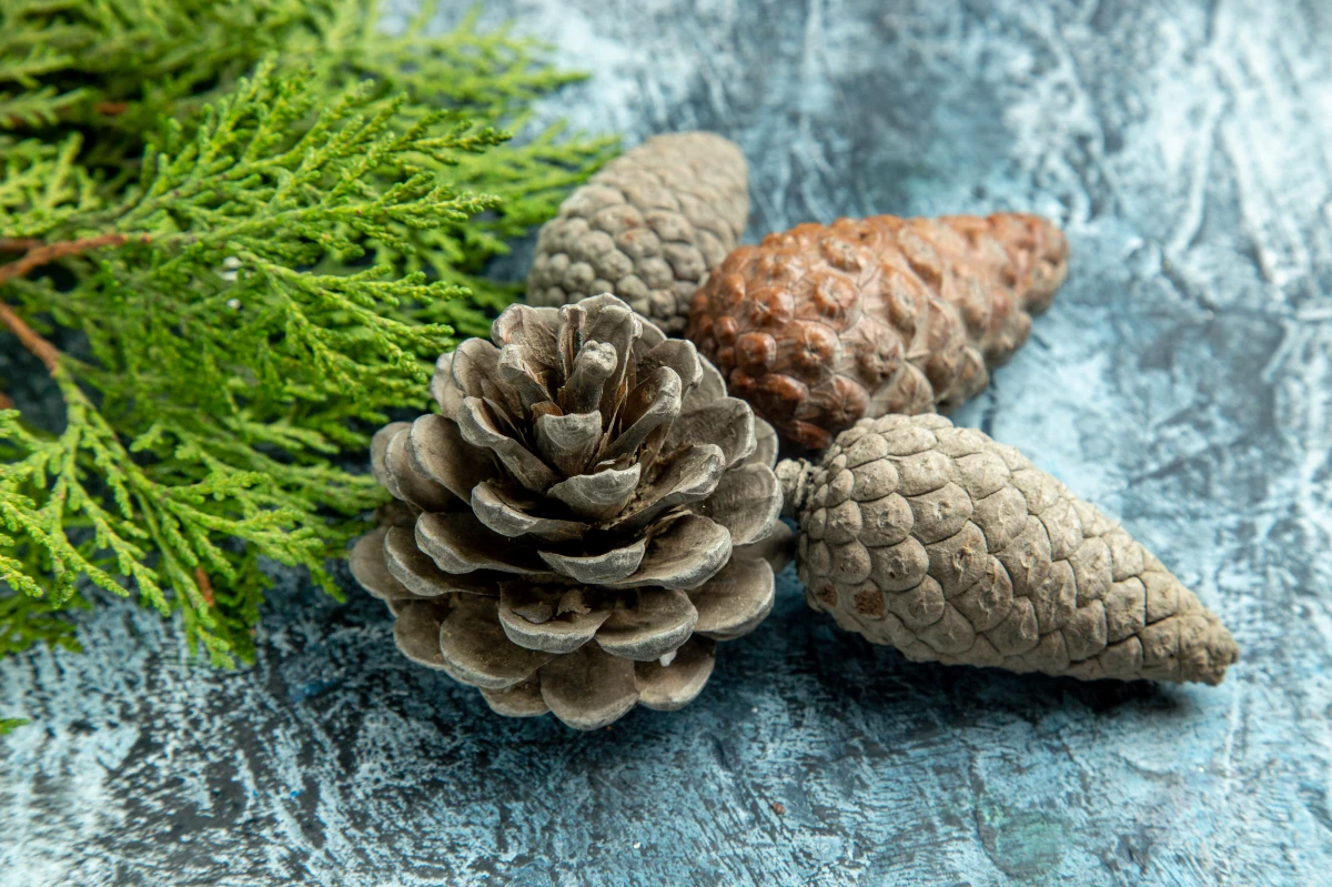 bottom view closed open pinecones pine branch grey surface