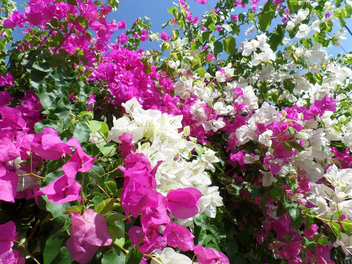 bougainvillier avec des fleurs blanches et fuchsias en abondance