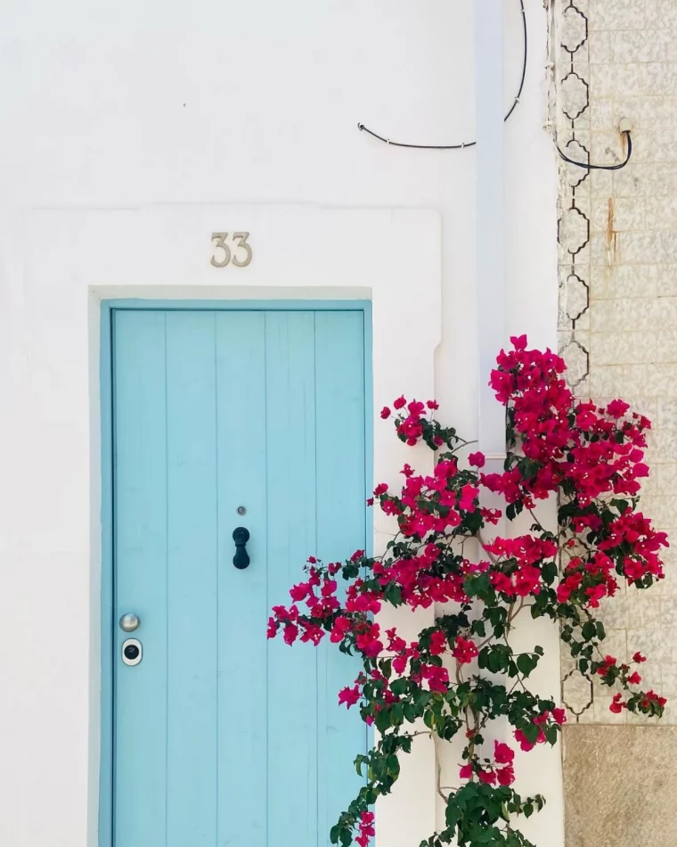 bougainvillier mur blanc porte blue plante rose