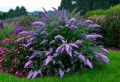 Les superstars estivales : 7 arbustes à fleurs d’été qui supportent bien la chaleur ! La sélection des paysagistes en vogue