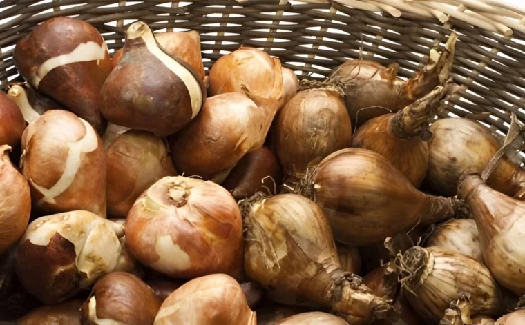 bulbes de jonquilles conserves dans un panier ventile