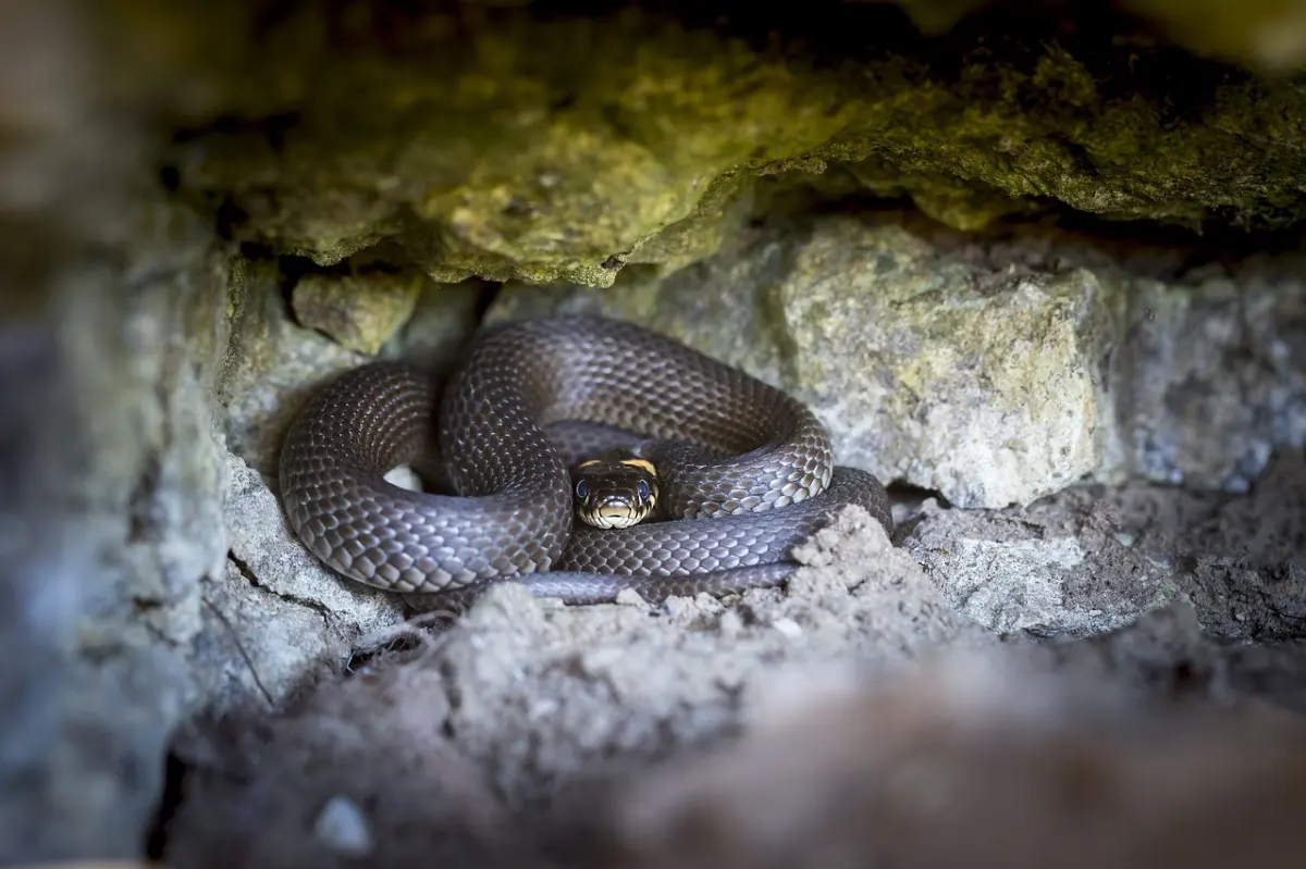 cache serpent pierre debris jardin materiaux naturels abri reptile