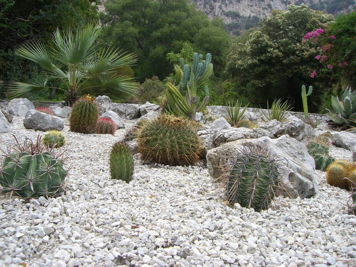 cactus verts composition florale avec des galets balncs jardin $
