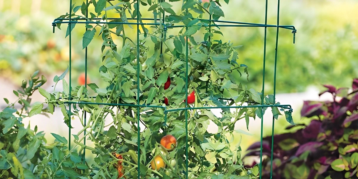 cage a tomates en fil metallique vert avec une forme rectangulaire et un plant de tomates et des fruits a l intrieur