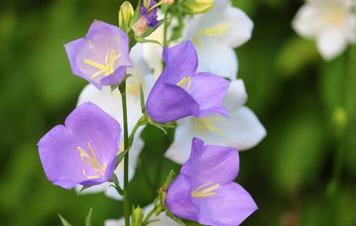 campanule a feuilles de pecher fleurs bleue violet et blanche sur fond vert