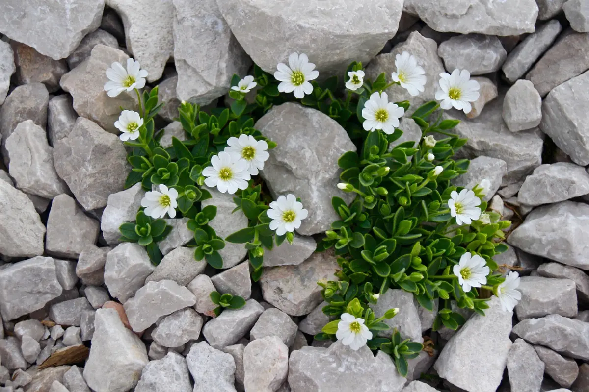 cerastium fleurs pour rocaille au soleil pierre terrain sol pauvre fleurs blanches