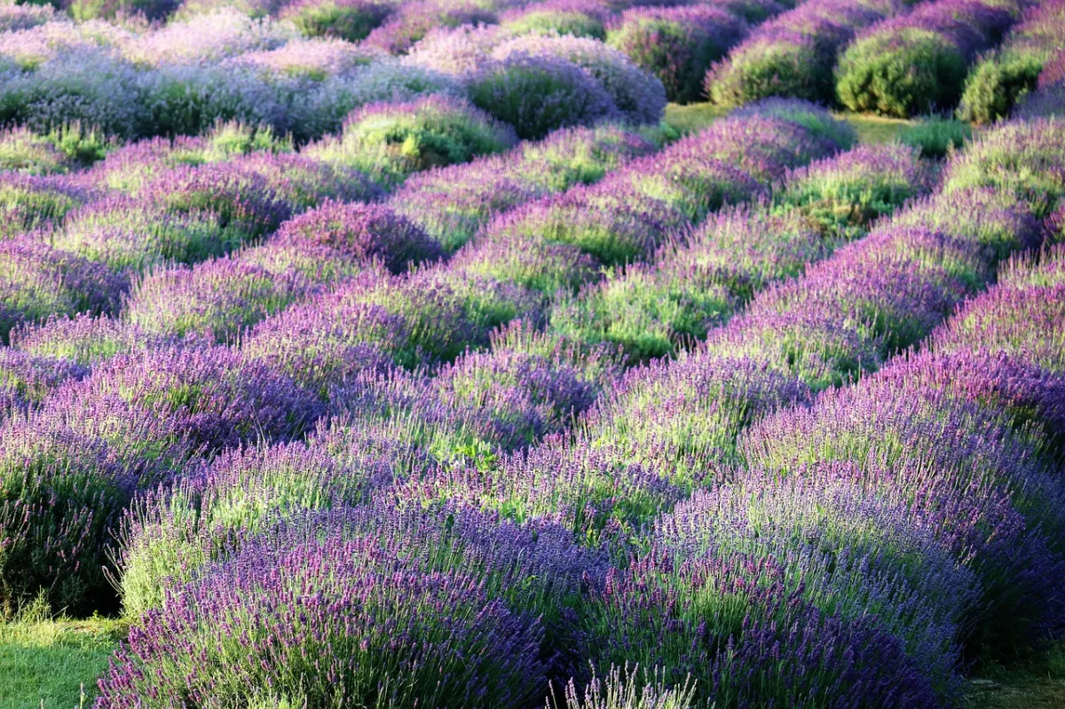 champs lavande arbuste soleil feuilles tiges fleurs violet