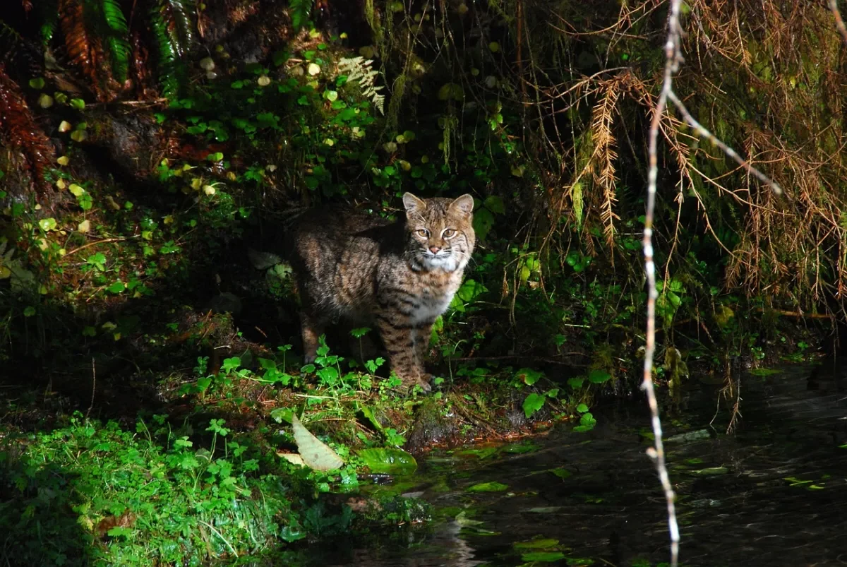chat sauvage lynx roux nature feuilles plantes grimpanes ombre arbres