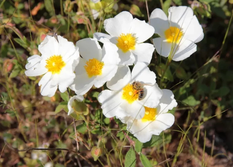 cistus plante petales blanches centre jaune arbuste floraison soleil