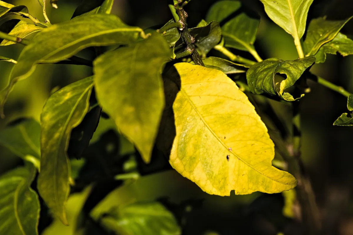 citronnier en pot perd des feuilles que faire et erreurs d entretien