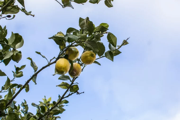 citronnier feuilles jaunes carences d aliments arrosage et autres gestes