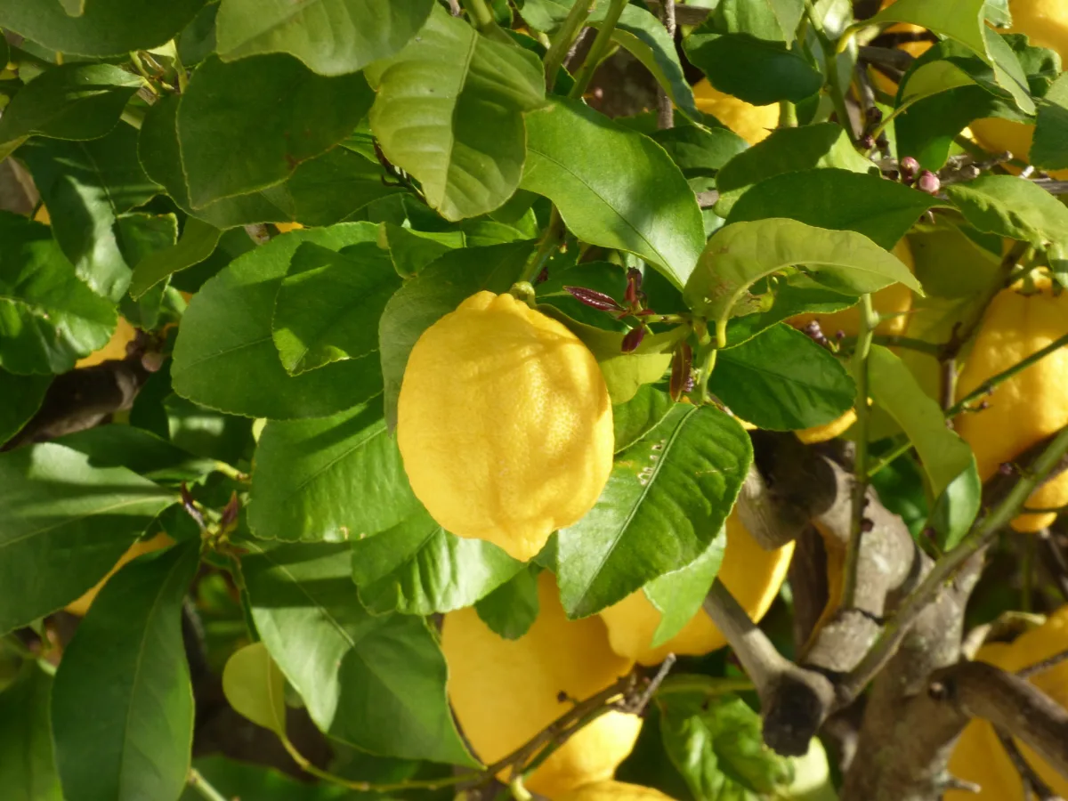 citronnier qui perd ses feuilles signes de maladies ou déficit nutritionnel