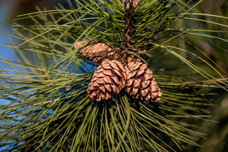 closeup shot pine cones hanging tree