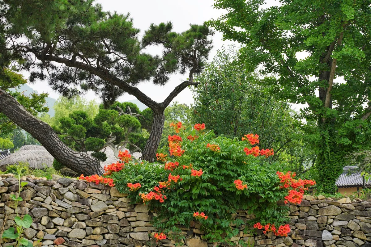 cloture pierre arbuste grimpante fleurs rouges arbres amenagement paysager