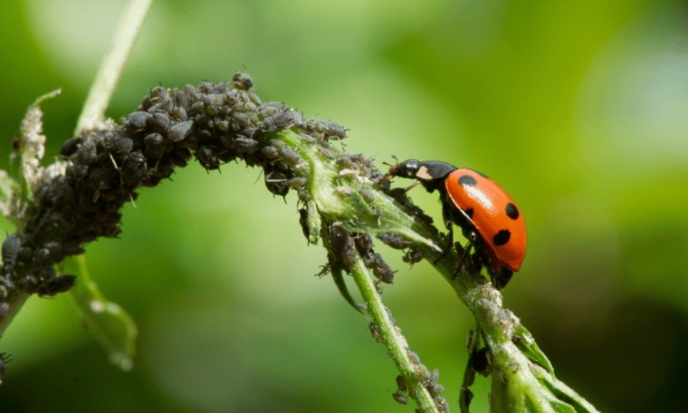 cocinelle qui mange des pucerons noirs sur une tige verte