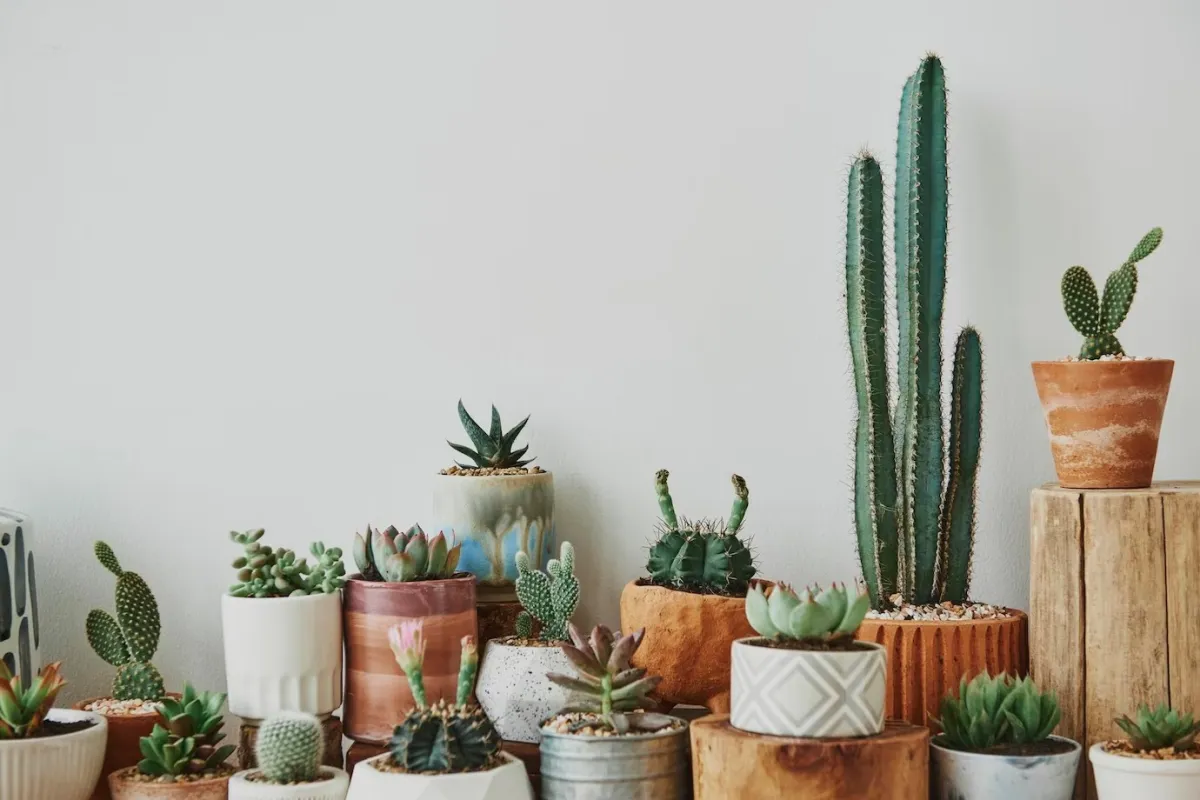 collection pots terre cuite plantes succulentes cactus d interieur