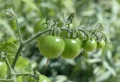 Quand mettre de l’engrais aux tomates ? Guide détaillé pour réussir la fertilisation des plants de tomates