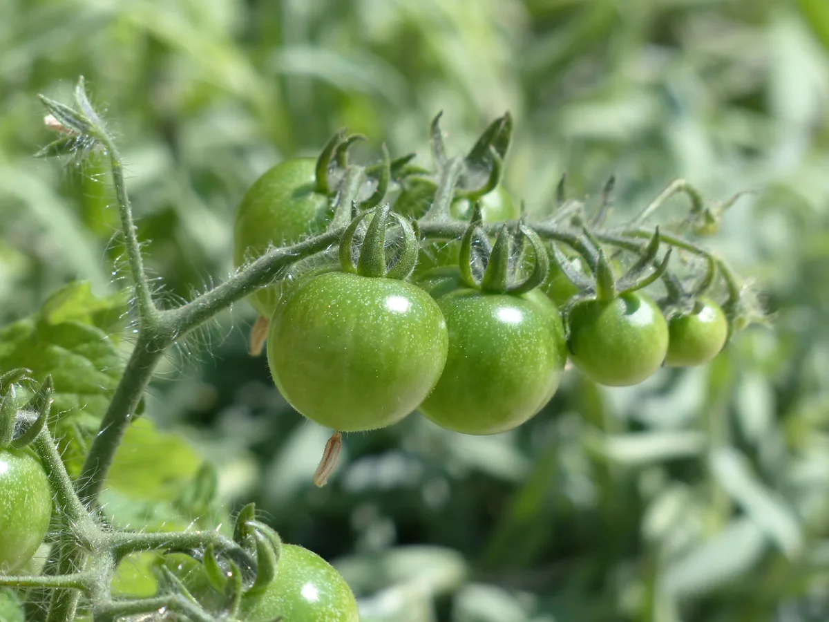 comment accelerer la maturite des tomates