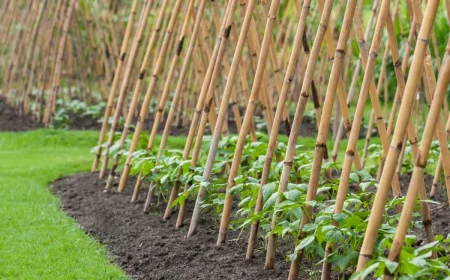 comment attacher les tomates sur tuteur triangle tipi