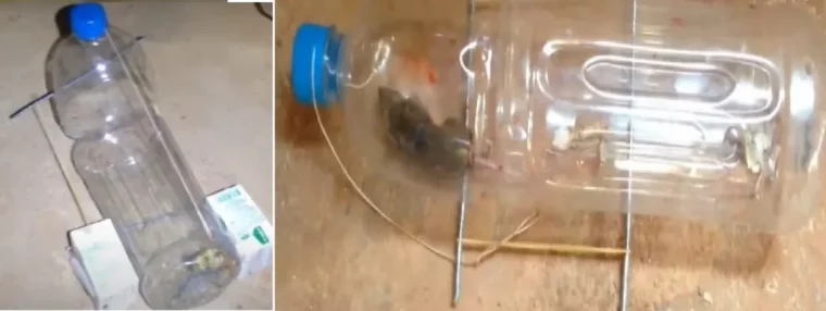 comment attraper un rat avec du dentifrice bouteille