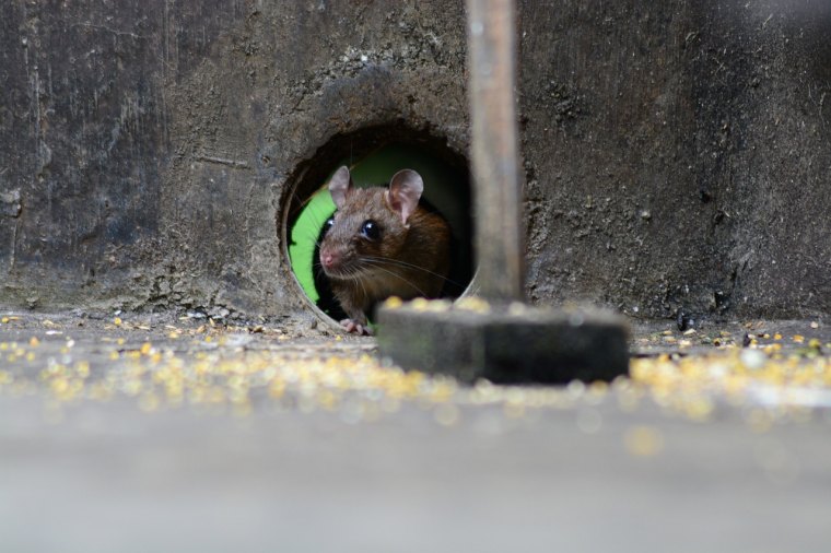 comment attraper un rat avec du dentifrice couv