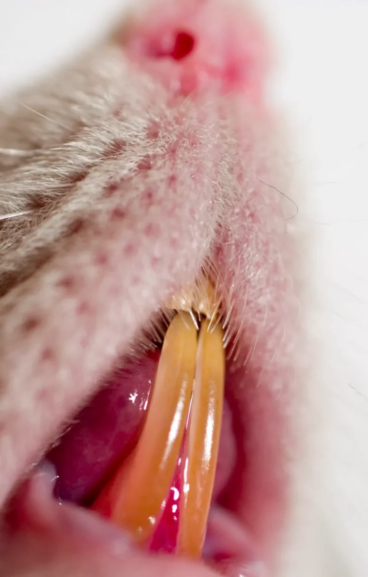 comment attraper un rat avec du dentifrice morsure