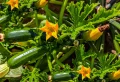 Pourquoi mes courgettes ne grossissent pas ? Causes et remèdes