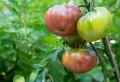 Première taille des tomates : Tout ce qu’il faut savoir pour réussir la toute première taille des plants de tomates !