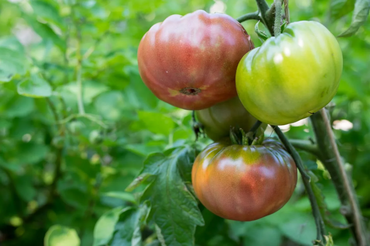 comment avoir de gros fruits de tomates cet ete guide complet