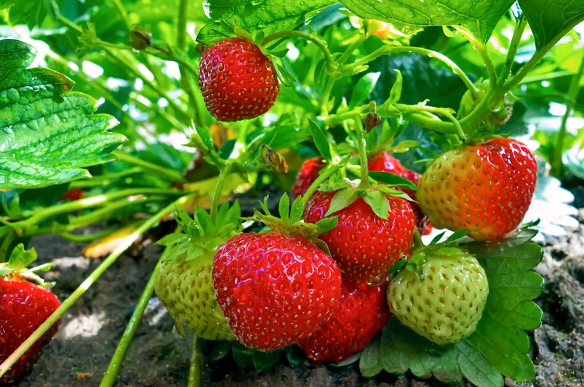 comment avoir des fraises sucrees et grosses astuces