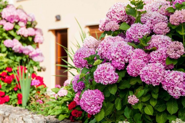 comment avoir une abondance de fleurs dans son jardin cet ete