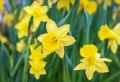 Faut-il couper les jonquilles fanées ? Voici le guide détaillé sur la taille des jonquilles
