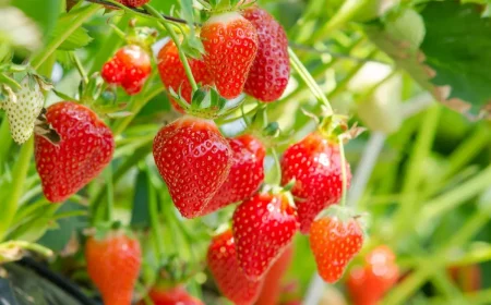 comment avoir une bonne production de fraises en 2023