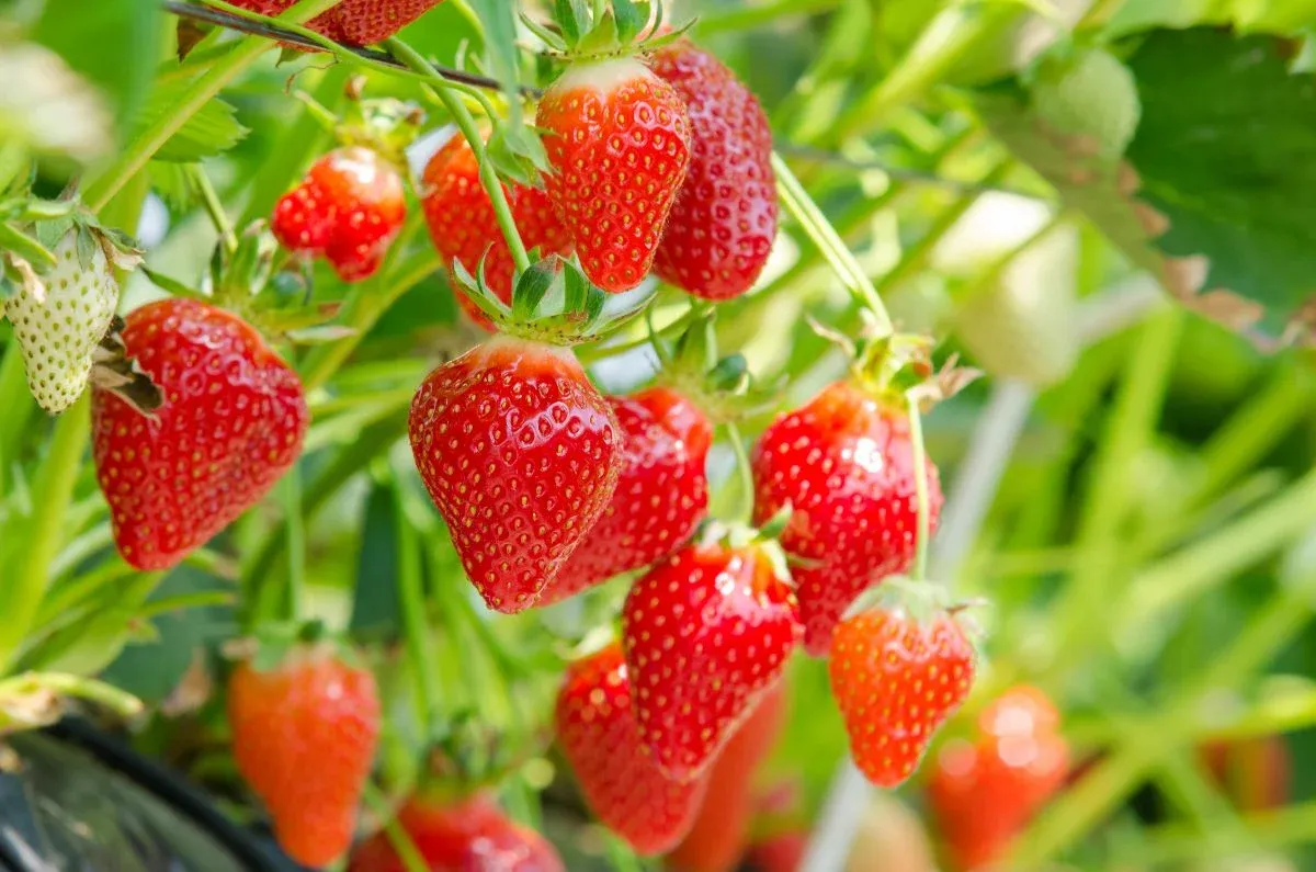 comment avoir une bonne production de fraises en 2023