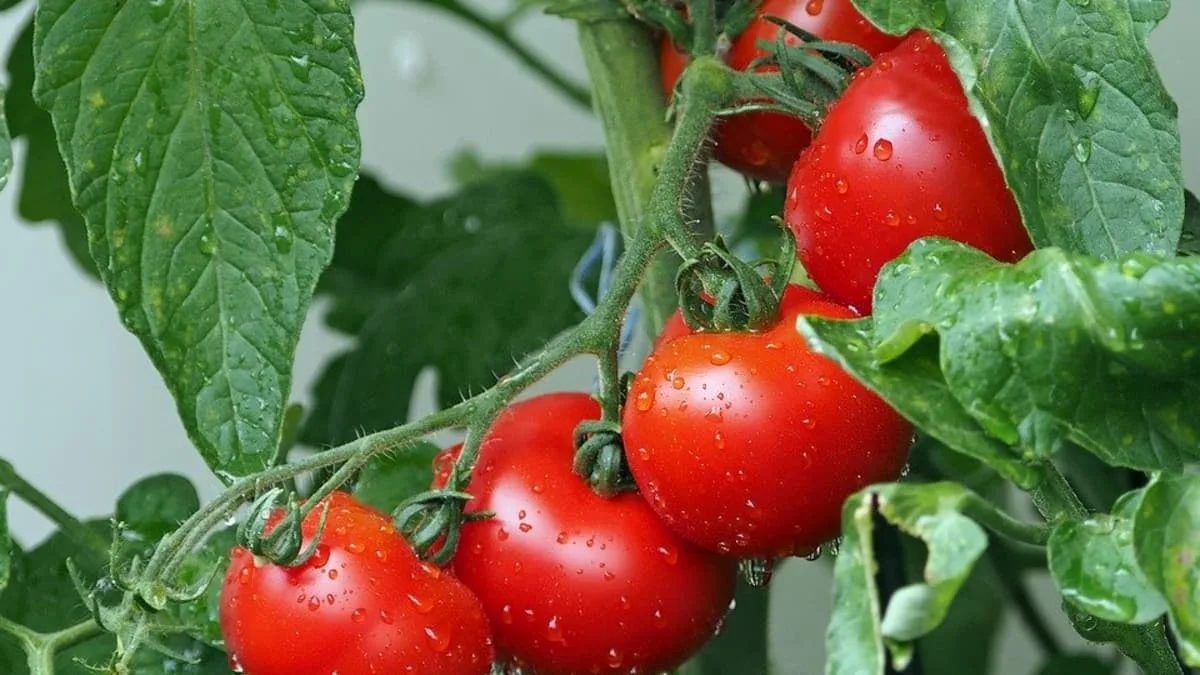 comment avoir une bonne production de tomates en 2023