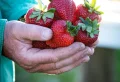 Comment accélérer le mûrissement des fraises ? Voici les meilleures astuces !