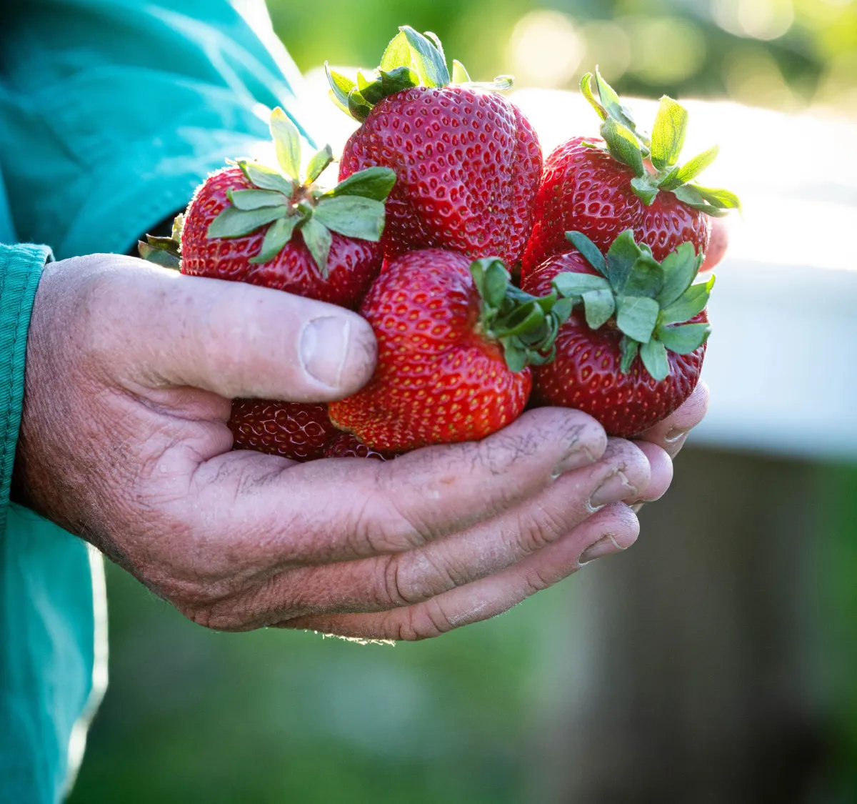 comment avoir une recolte abondante de grosses fraises