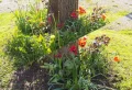 Comment bien désherber entre les fleurs sans les tuer ? Essayez cette astuce à laquelle vous n’auriez pas pensé !