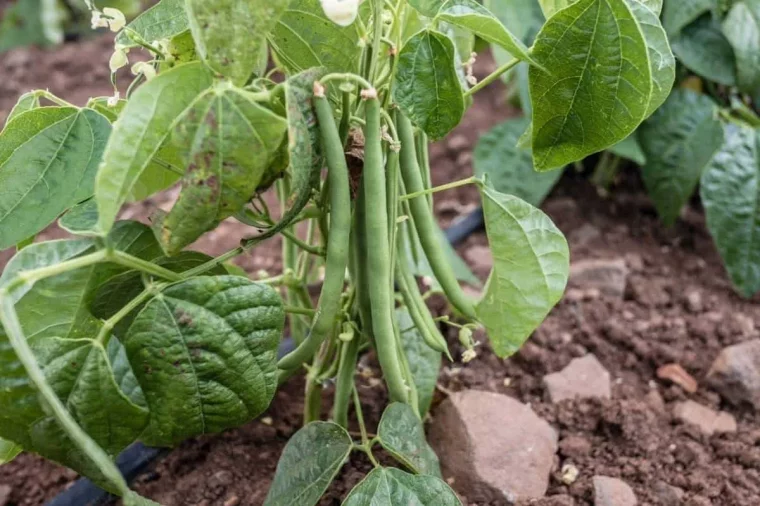 comment bien entretenir les plants de haricots verts