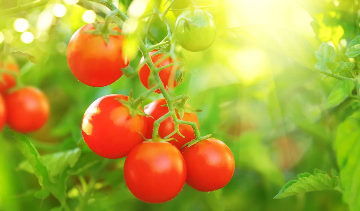 comment bien entretenir les plants de tomates
