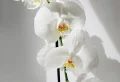 Engrais pour orchidée fait maison : Voici les meilleurs ingrédients naturels à utiliser !